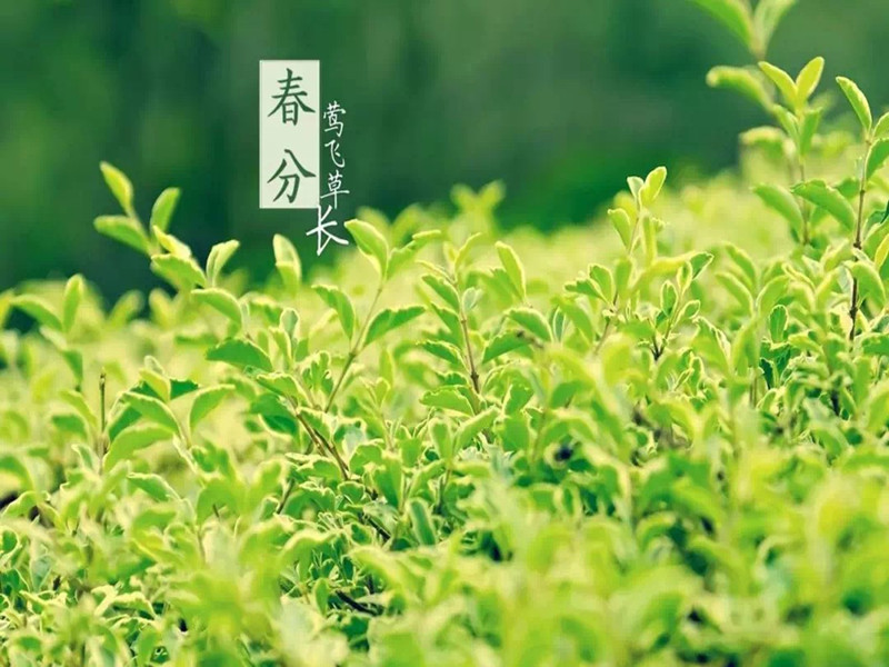 Tomorrow's Spring Equinox | The most beautiful color in the world